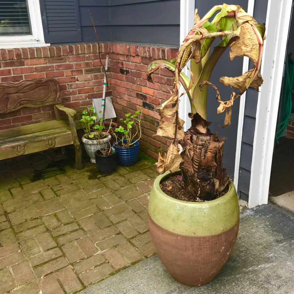 overwintering-red-abyssinian-banana