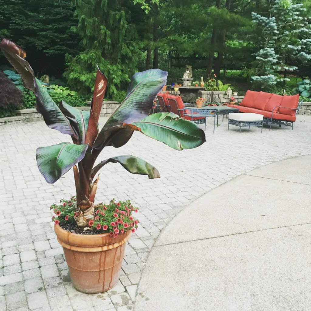 overwintering-red-abyssinian-banana