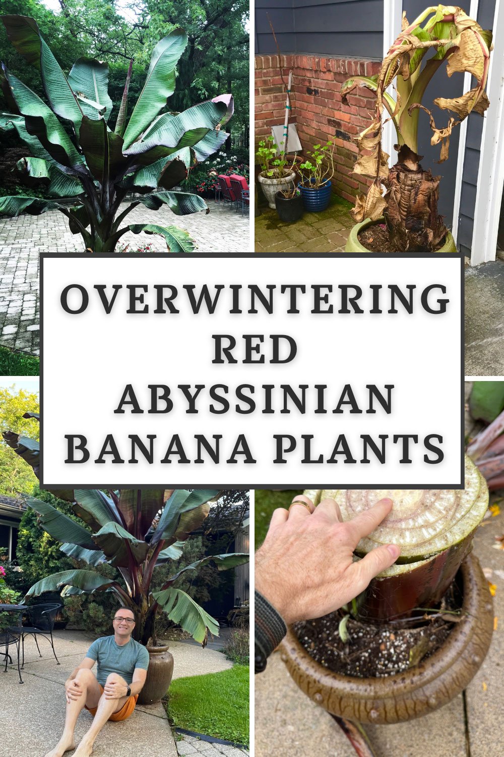 Overwintering Banana Plants 3 Simple Steps