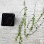 how-to-propagate-string-of-pearls