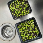 Propagating String of Pearls: 3 Easy Steps w/ Pics propagating-string-of-pearls-1200x1200