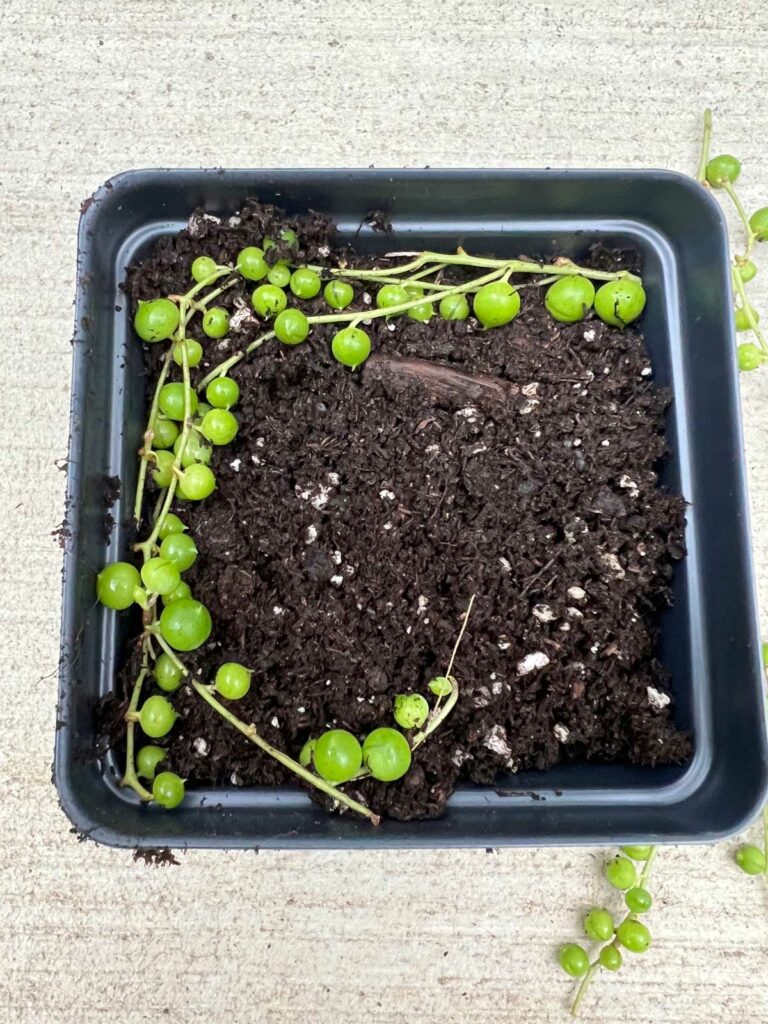 how-to-propagate-string-of-pearls