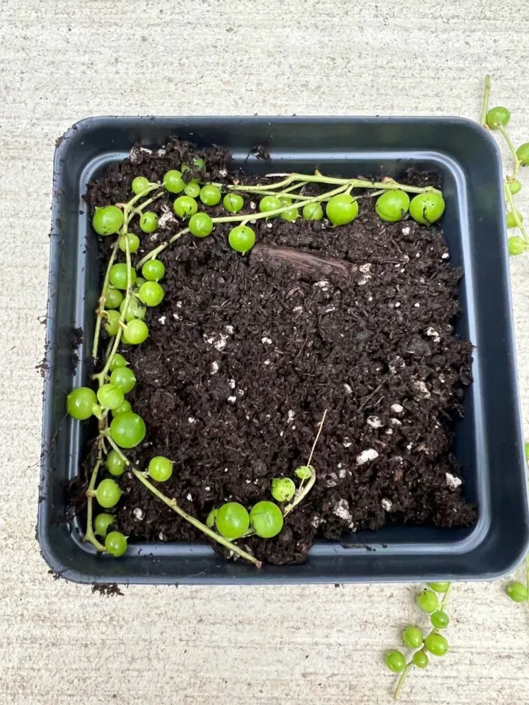 how-to-propagate-string-of-pearls