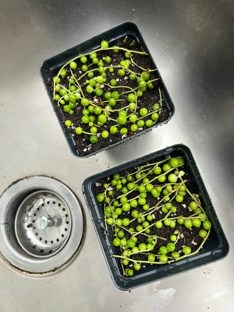 propagating-string-of-pearls