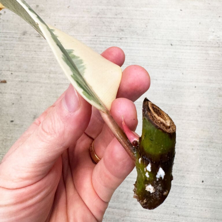 How to Propagate Rubber Plant in Water: 3 Easy Steps