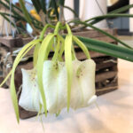 brassavola-nodosa-orchid-1200x1200