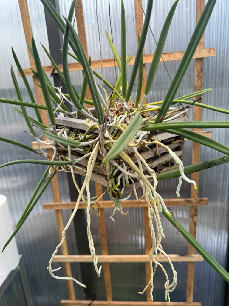 brassavola-nodosa-orchid-care