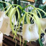 Brassavola Nodosa Orchid Care: 7 Essential Tips brassavola-nodosa-orchid-care