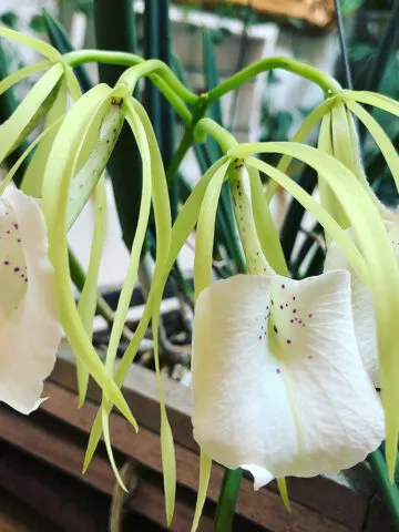brassavola-nodosa-orchid-care