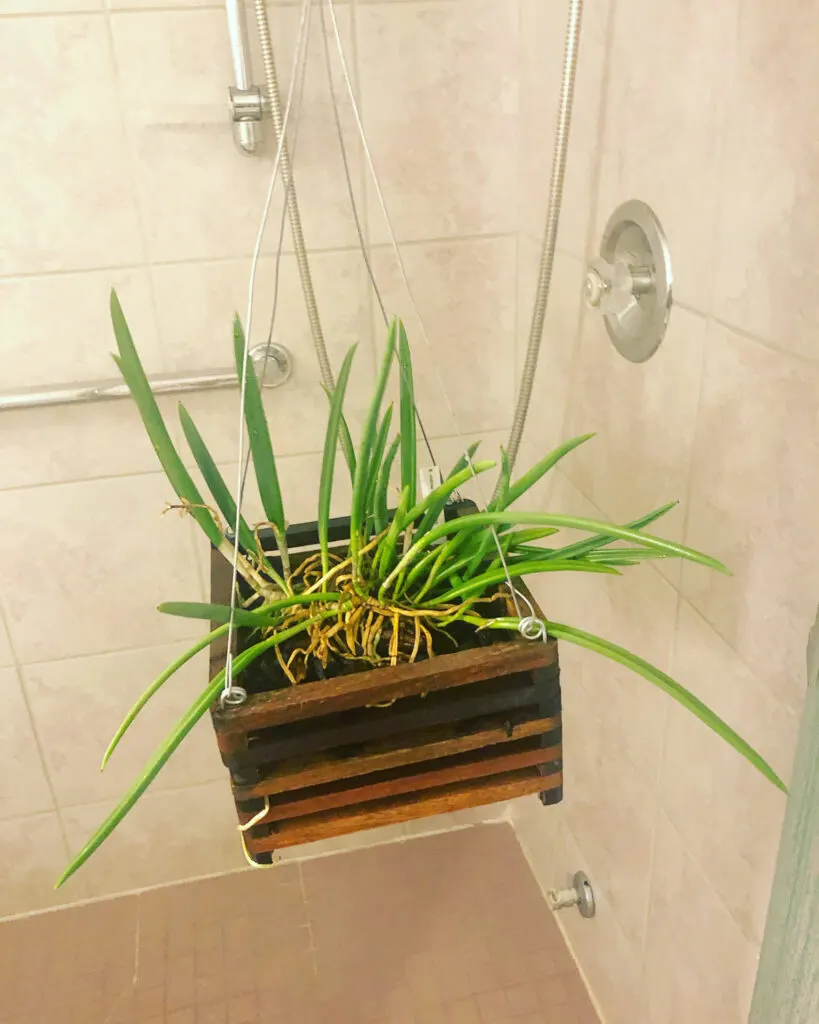 brassavola-nodosa-orchid-care