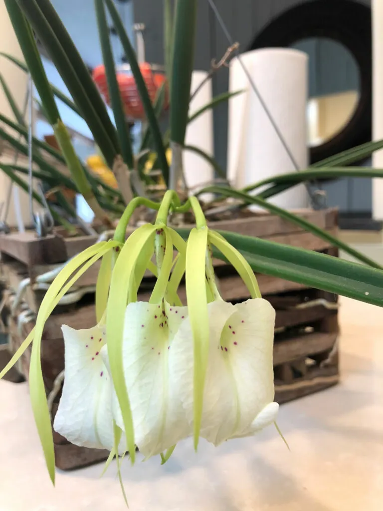 brassavola-nodosa-orchid-care