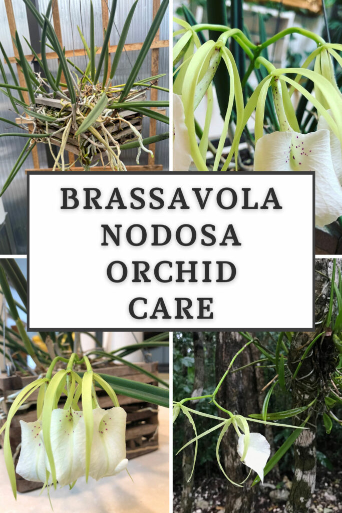 brassavola-nodosa-orchid-care