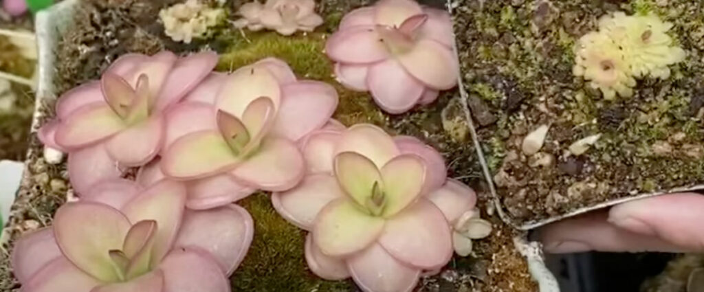 butterwort-plant-care-pinguicula-1