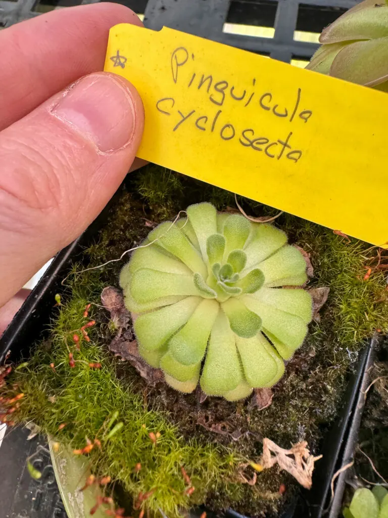 butterwort-plant-care-pinguicula-cyclosecta