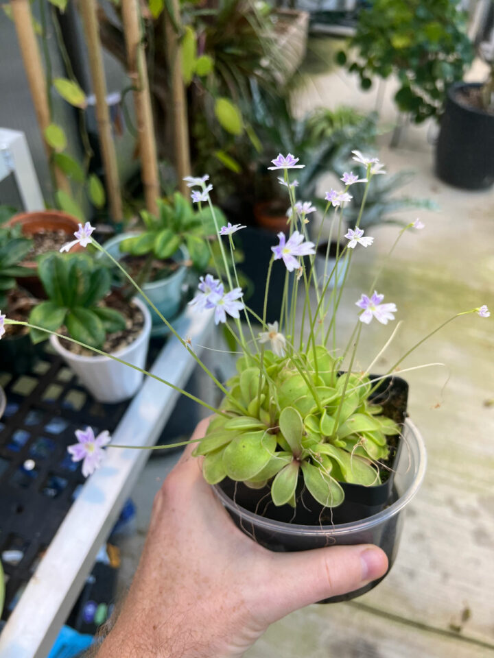 Butterwort Plant Care (Pinguicula) 5 Important Tips