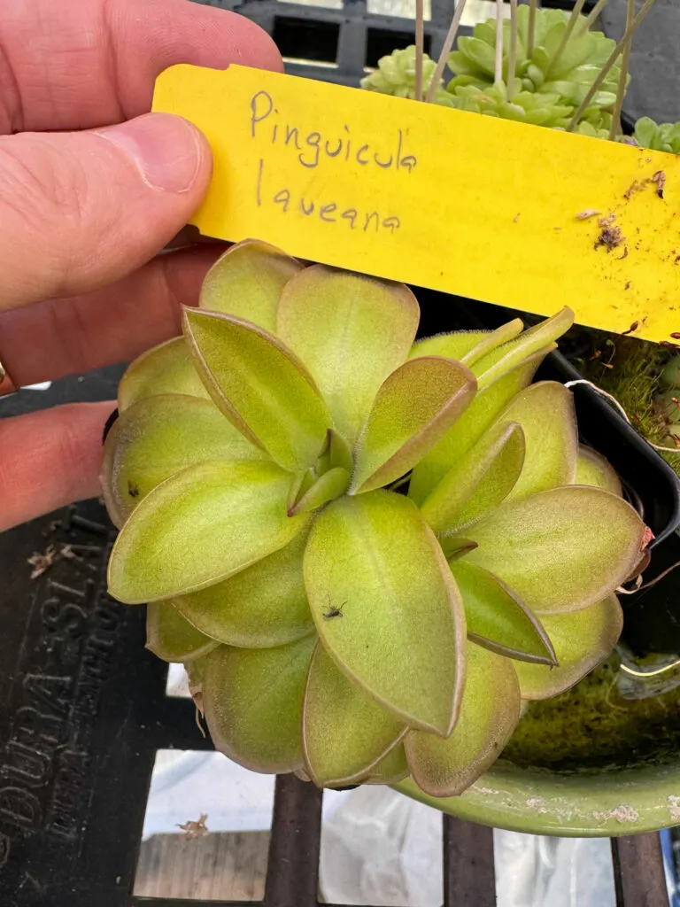 butterwort-plant-care-pinguicula-laueana
