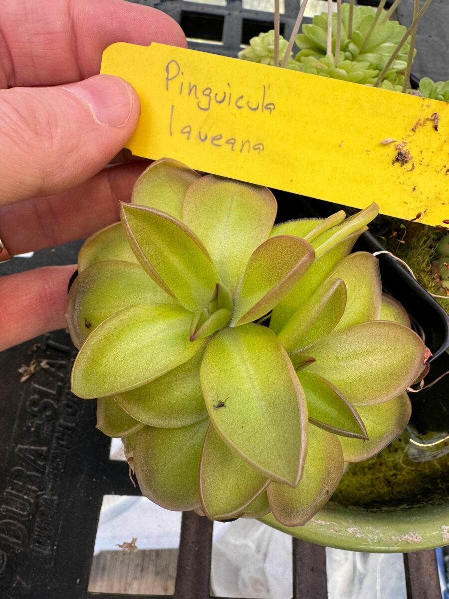 Butterwort Plant Care (Pinguicula) 5 Important Tips