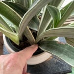 Do Snake Plants Like to Be Misted? 3 Important Tips do-snake-plants-like-to-be-misted