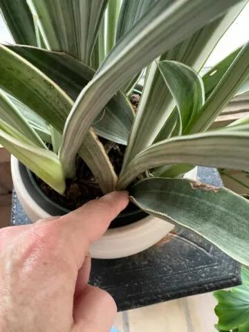 do-snake-plants-like-to-be-misted