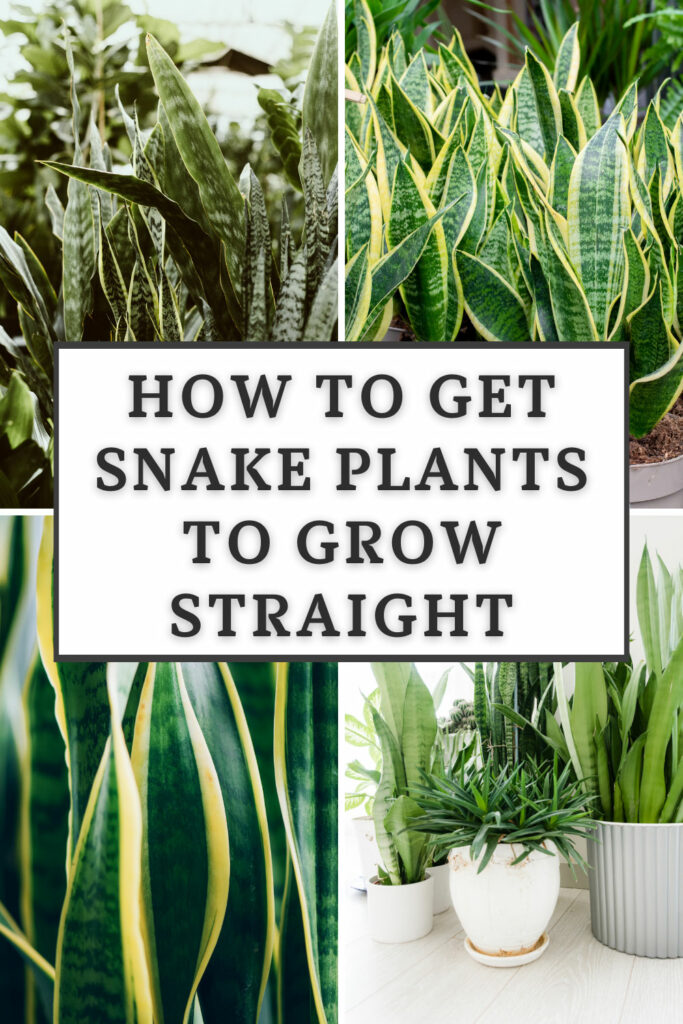 how-to-get-snake-plants-to-grow-straight