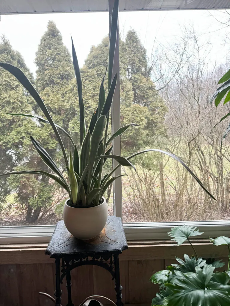 how-to-get-snake-plants-to-grow-straight