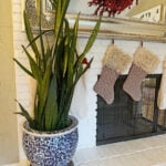 how-to-get-snake-plants-to-grow-straight