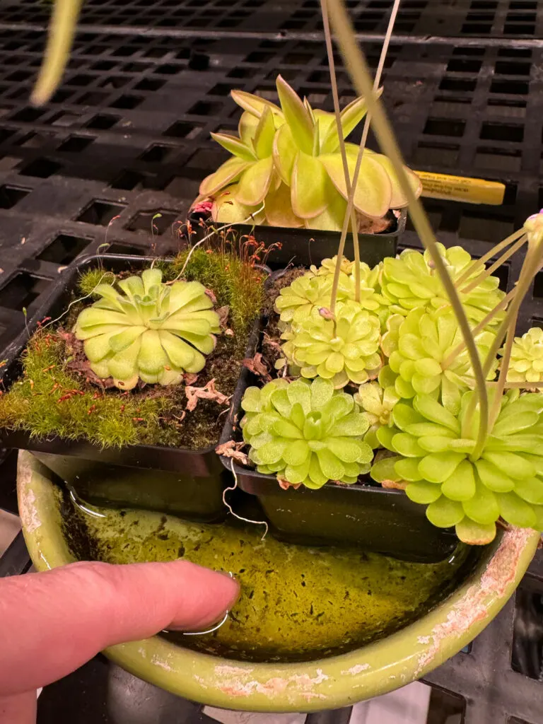 how-to-water-pinguicula
