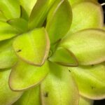 pinguicula-1200x1200