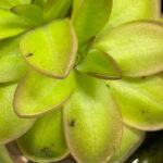 Butterwort Plant Care (Pinguicula): 5 Important Tips pinguicula-fungus-gnats