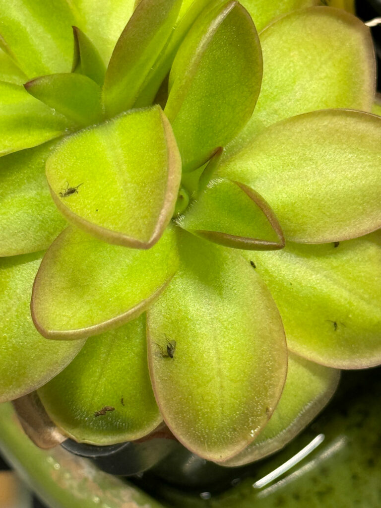 pinguicula-fungus-gnats