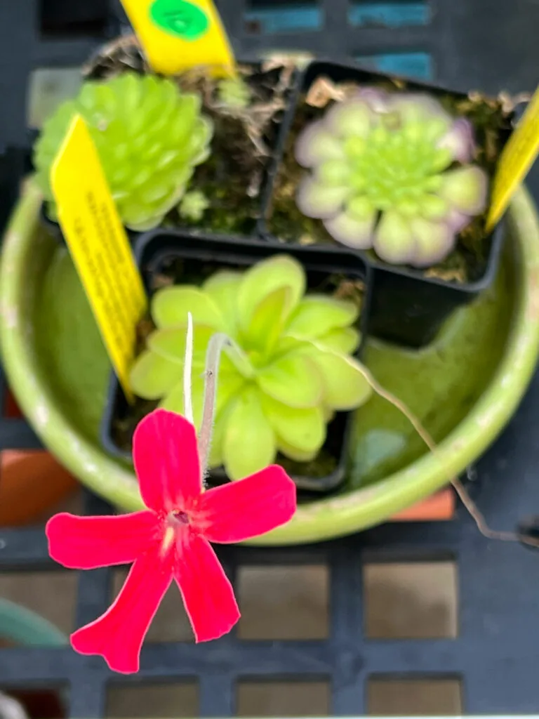 pinguicula-laueana-flower