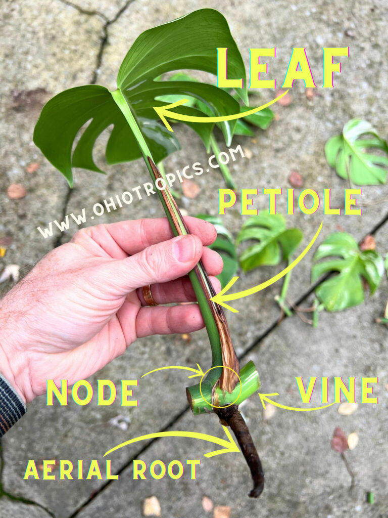 variegated-monstera-cutting-diagram