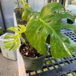 How to Propagate Variegated Monstera in 3 Easy Steps propagate-variegated-monstera-1200x1200