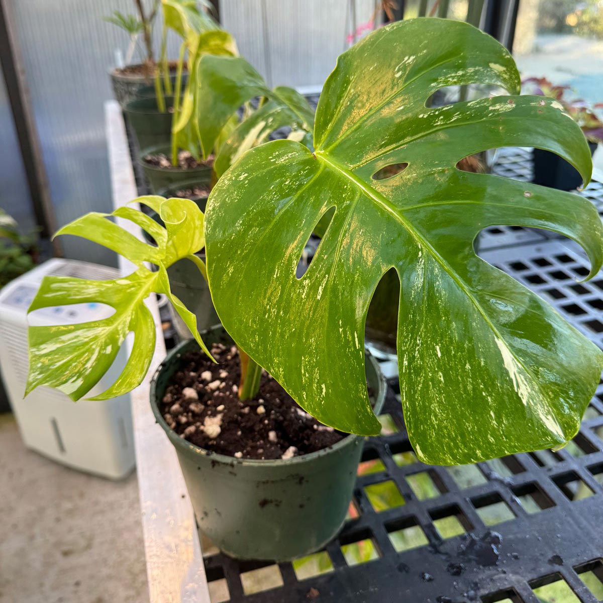 monstera pot mix 8L Monstera Soilless Potting Mix main image 1