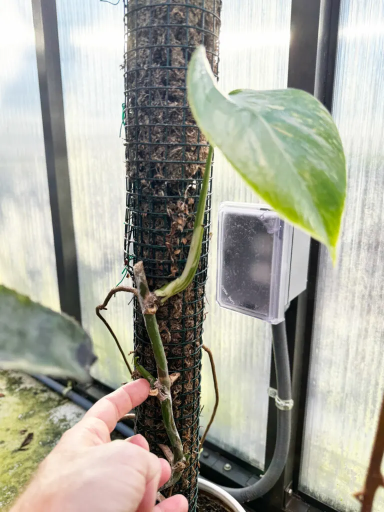 will-monstera-grow-back-after-cutting