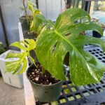 How to Propagate Variegated Monstera in 3 Easy Steps potting-up-variegated-monstera-cuttings