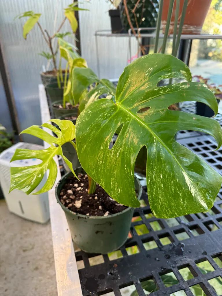 potting-up-variegated-monstera-cuttings