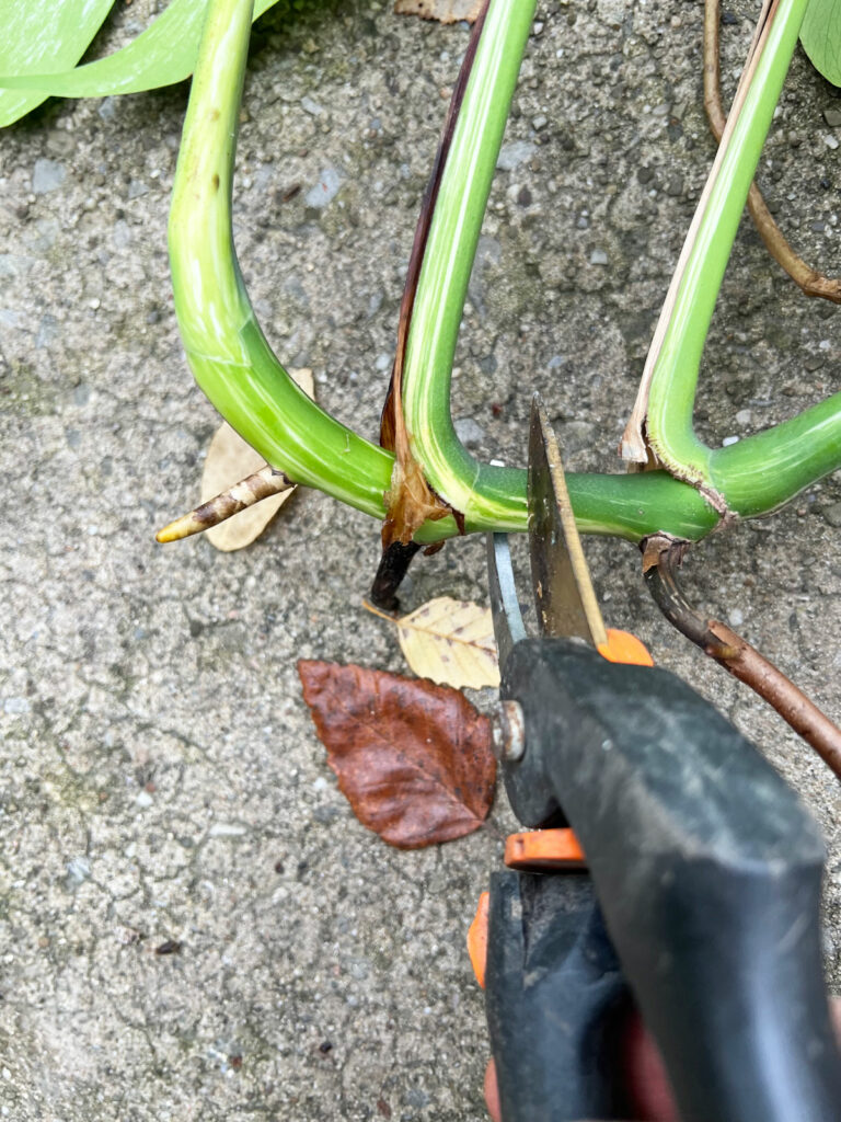 propagate-variegated-monstera