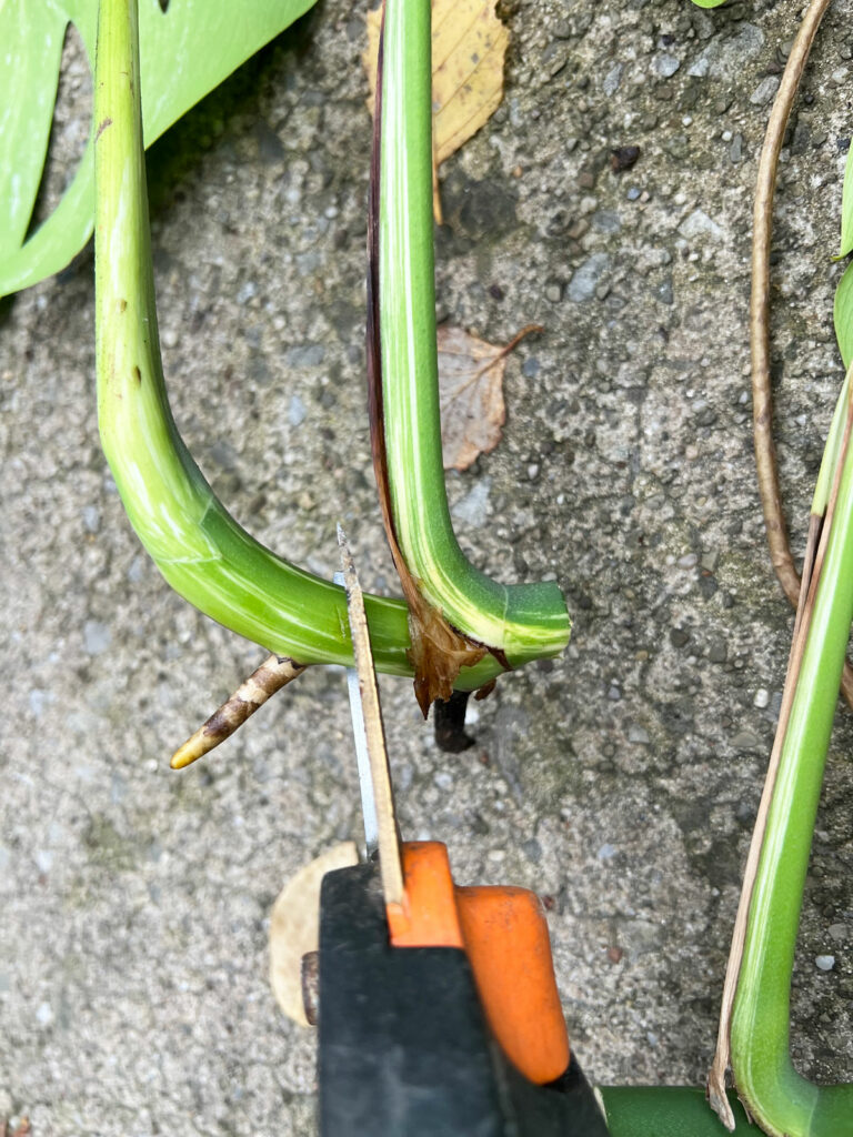 propagate-variegated-monstera