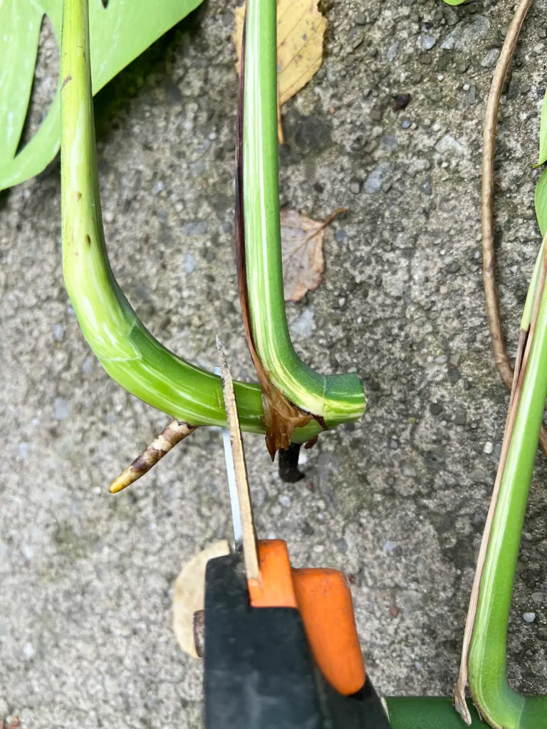 propagate-variegated-monstera