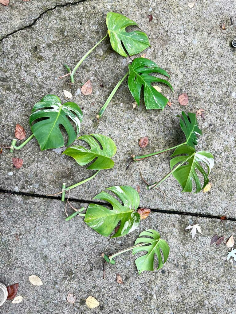 propagate-variegated-monstera