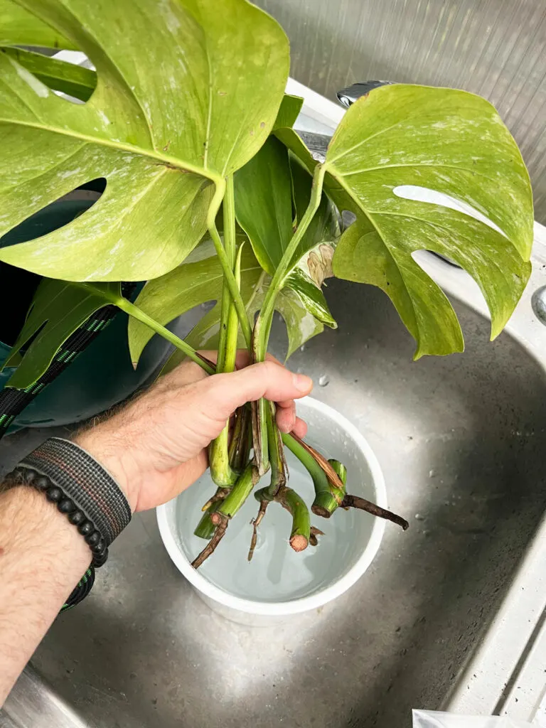 propagate-variegated-monstera-in-water