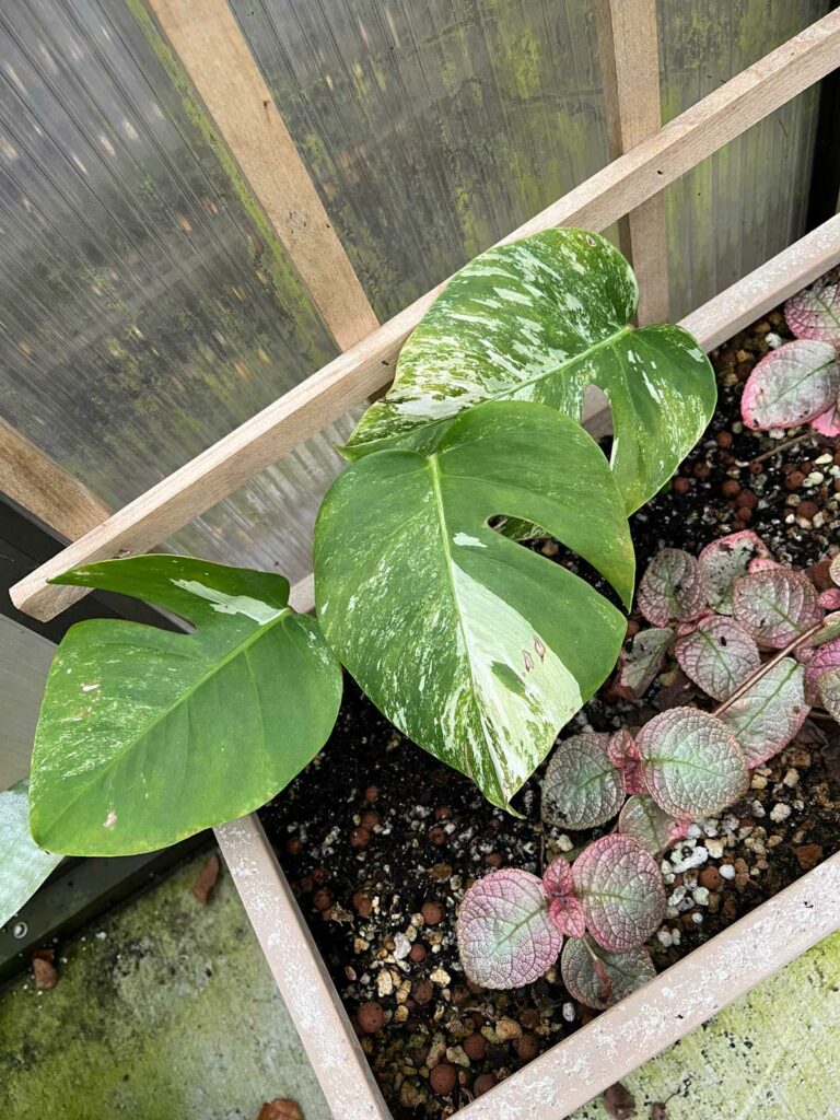 propagate-variegated-monstera