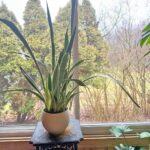 How to Get Snake Plants to Grow Straight: 5 Easy Tips snake-plant-grow-straight-1200x1200