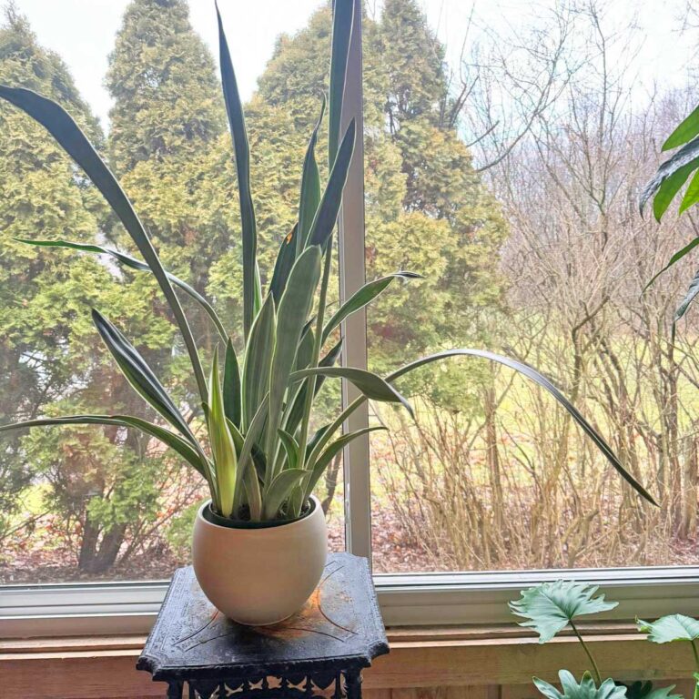 How to Get Snake Plants to Grow Straight: 5 Easy Tips