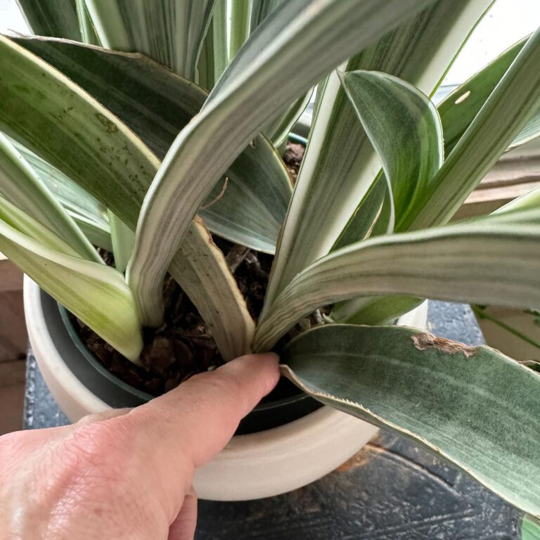 Do Snake Plants Like to Be Misted? 3 Important Tips