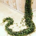 Best Soil for Propagating String of Hearts: 3 Great Options! best-soil-for-string-of-hearts-propagation