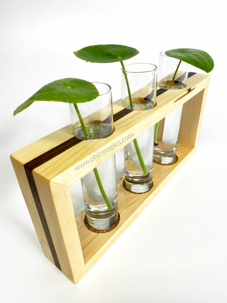 can-you-propagate-pilea-from-a-single-leaf