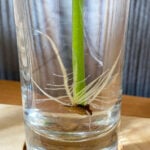 Can you propagate Pilea from a single leaf? YES! Here's How can-you-propagate-pilea-from-a-single-leaf