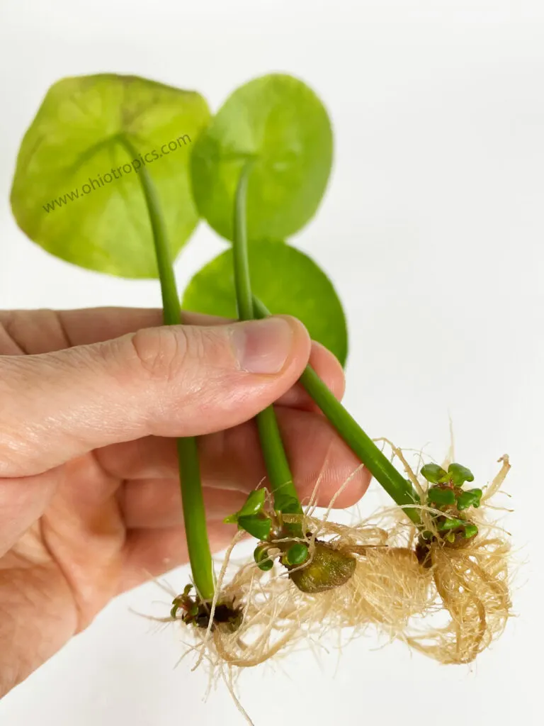 can-you-propagate-pilea-from-a-single-leaf